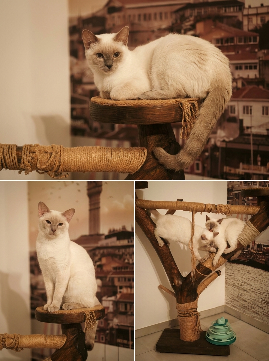 Siam Old Style Katze