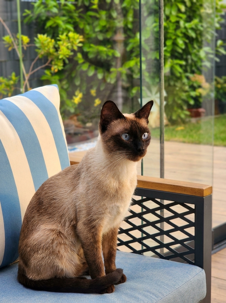 Siam Old Style Katze, Sealpoint Färbung